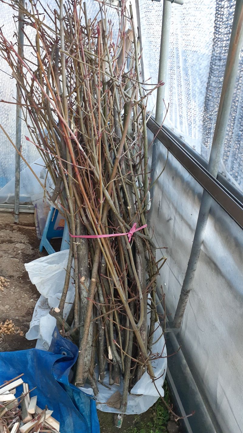 순한걸 님의 장터 판매 상품 [벌나무1킬로] 첨부 사진