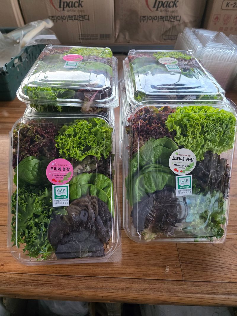 김정임님의 장터 판매 상품 [유럽샐러드상추] 첨부 사진