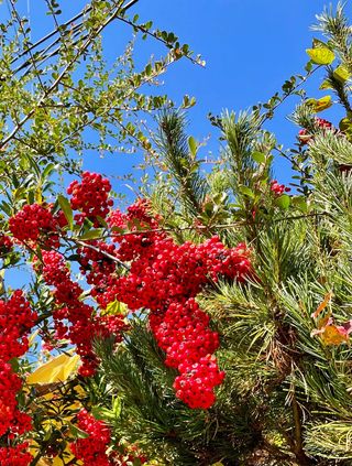안길원님의 자유주제 · 자유게시판 작성글 사진