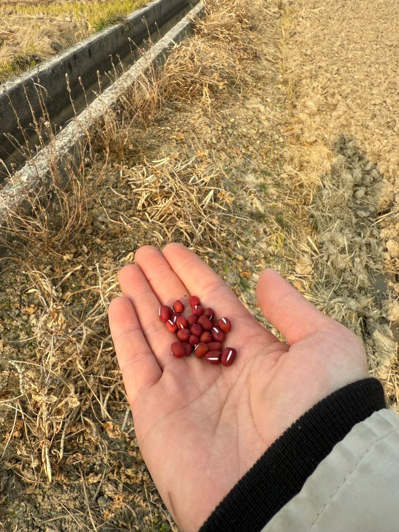 장터 상품 [팥1kg] 썸네일