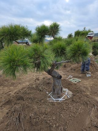 작은소나무님의 자유주제 · 사진전 작성글 사진