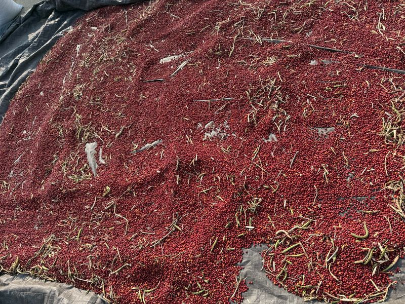 이설희순님의 장터 판매 상품 [팥1kg] 첨부 사진