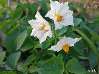 안길원님의 자유주제 · 자유게시판 작성글 사진