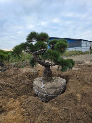 작은소나무님의 자유주제 · 사진전 작성글 사진