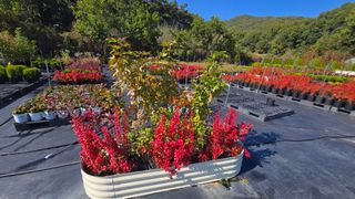 조경가드닝님의 자유주제 · 자유게시판 작성글 사진