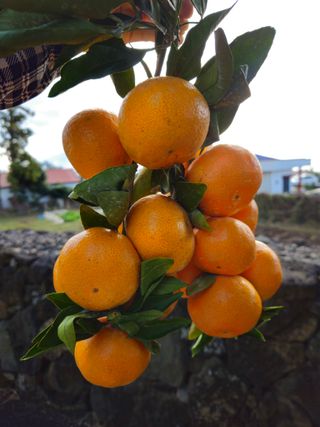 새달귤농장님의 작성글 사진