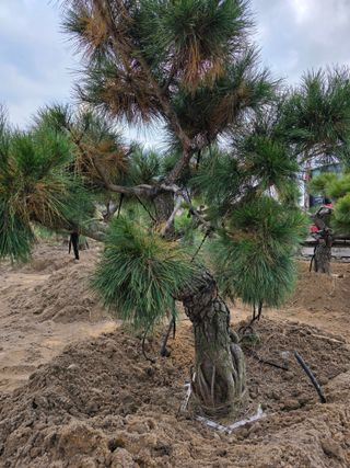 작은소나무님의 자유주제 · 사진전 작성글 사진