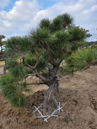 작은소나무님의 자유주제 · 사진전 작성글 사진