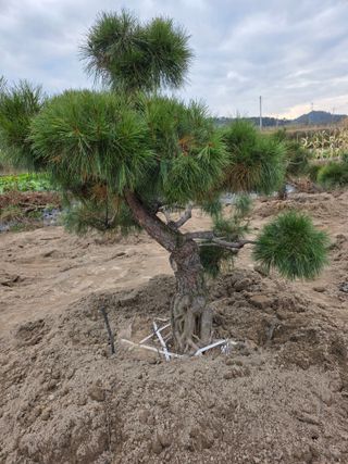 작은소나무님의 자유주제 · 사진전 작성글 사진