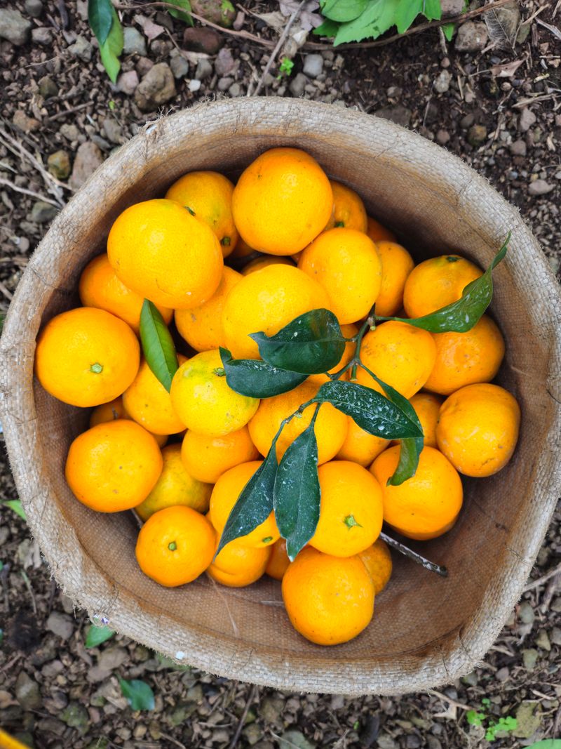 새달귤농장님의 장터 판매 상품 [(산지직송)노지귤 5키로(로얄과)] 첨부 사진