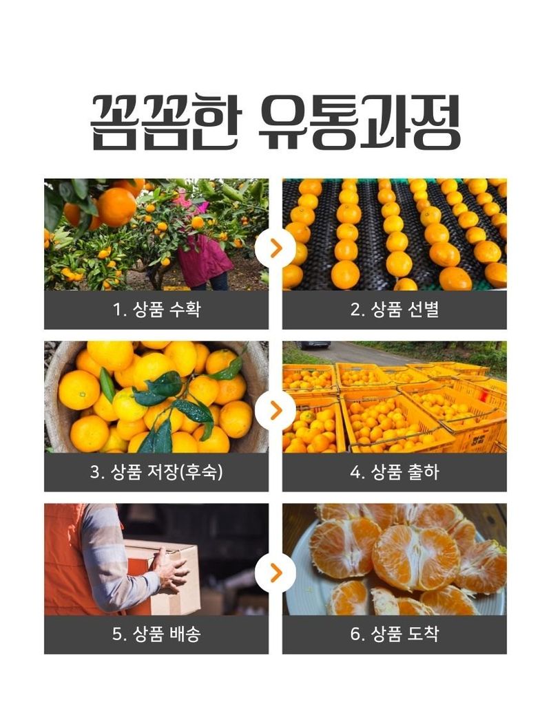 새달귤농장님의 장터 판매 상품 [(산지직송)노지귤 5키로(로얄과)] 첨부 사진
