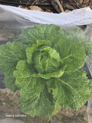 소병찬님의 농사, 무엇이든 물어보세요! · 참여글 작성글 사진