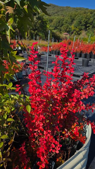 조경가드닝님의 자유주제 · 자유게시판 작성글 사진