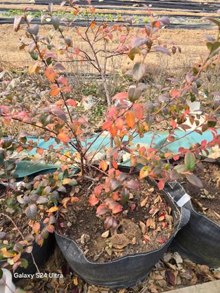 소병찬님의 농사, 무엇이든 물어보세요!·참여글 작성글 사진