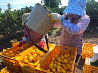 새달귤농장님의 작성글 사진