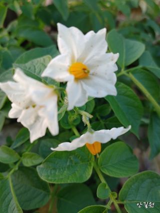 안길원님의 자유주제 · 자유게시판 작성글 사진