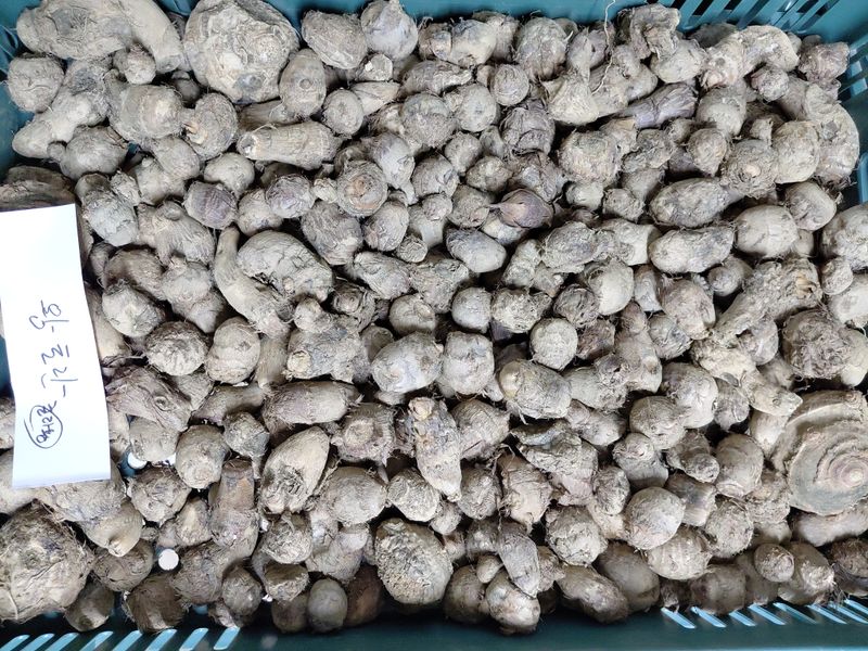 정보센터님의 장터 판매 상품 [단오마와주아. 왕토란종구, 둥근대마(열대마)] 첨부 사진