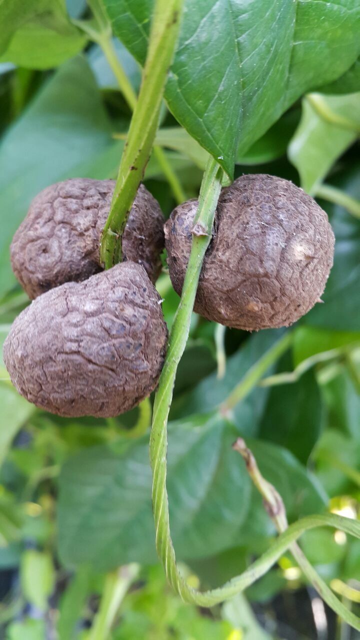 정보센터님의 장터 판매 상품 [단오마와주아. 왕토란종구, 둥근대마(열대마)] 첨부 사진