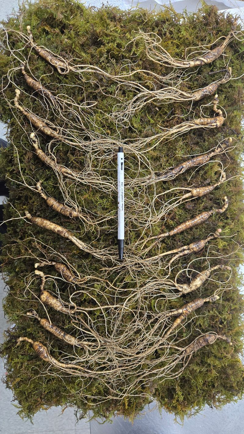 이규성님의 장터 판매 상품 [품질 좋은 13년근 산양삼 정삼 대 사이즈 저렴하게 판매 합니다] 첨부 사진