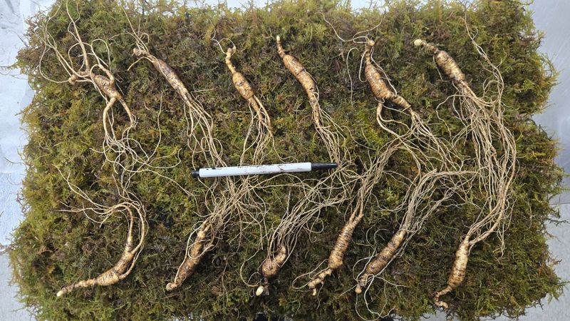 이규성님의 장터 판매 상품 [품질 좋은 13년근 산양삼 정삼 대 사이즈 저렴하게 판매 합니다] 첨부 사진