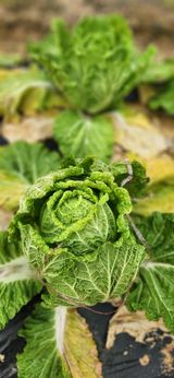 팜모닝 자유주제·사진전 게시글 이미지