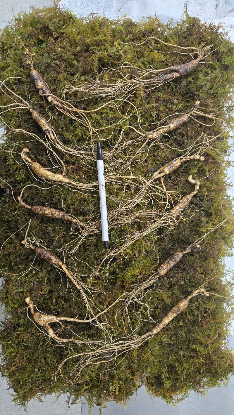 이규성님의 장터 판매 상품 [품질 좋은 13년근 산양삼 정삼 대 사이즈 저렴하게 판매 합니다] 첨부 사진