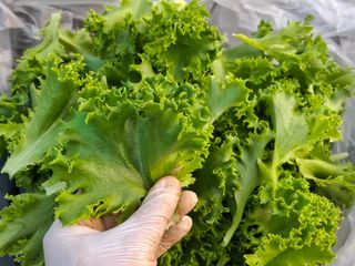 프롬밭님의 자유주제 · 자유게시판 작성글 사진