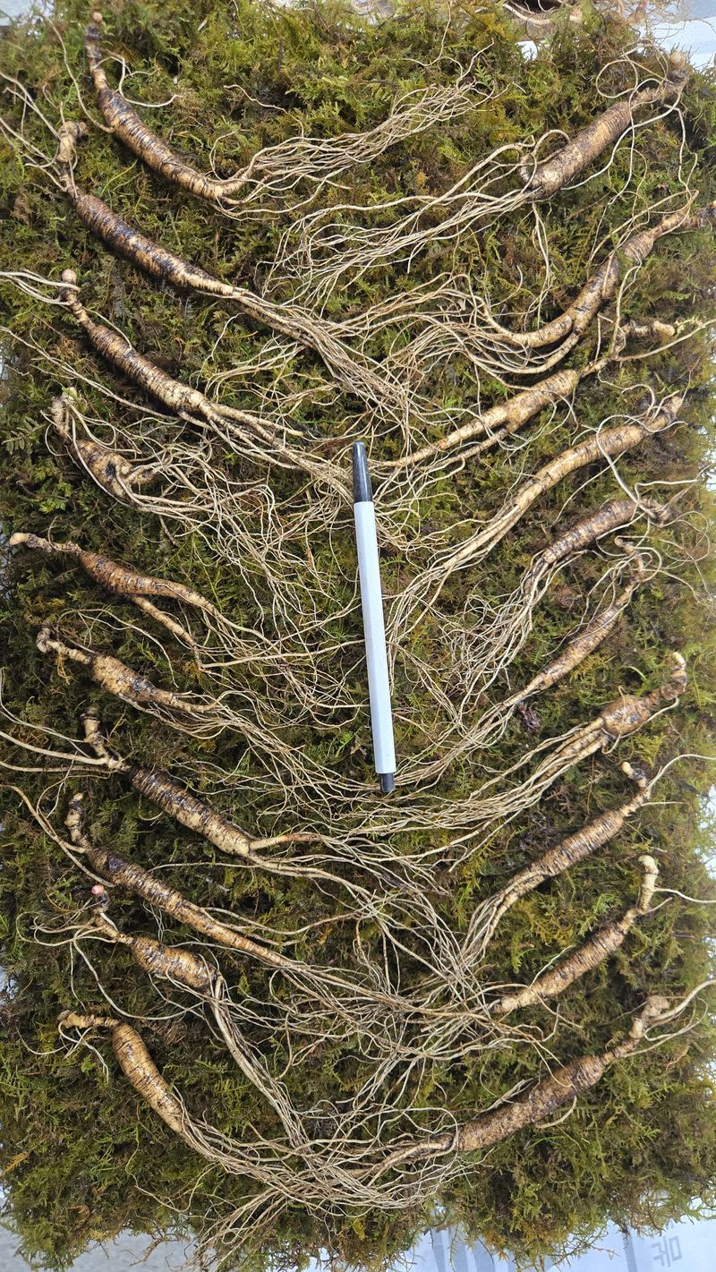 이규성님의 장터 판매 상품 [품질 좋은 13년근 산양삼 정삼 대 사이즈 저렴하게 판매 합니다] 첨부 사진