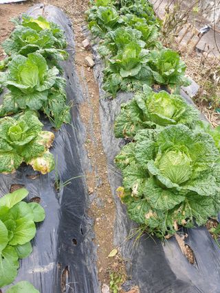 서봉열님의 자유주제 · 자유게시판 작성글 사진