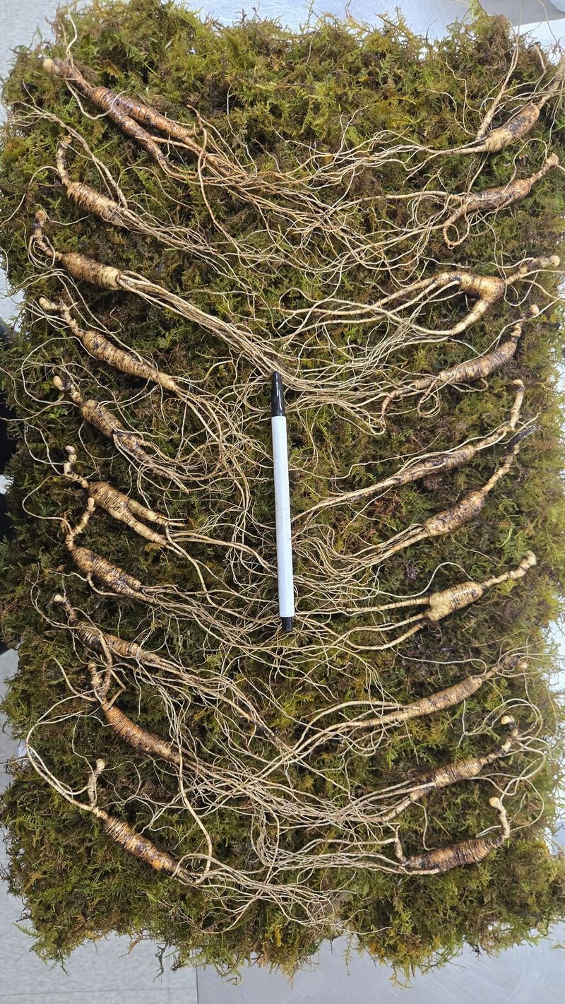 이규성님의 장터 판매 상품 [품질 좋은 13년근 산양삼 정삼 대 사이즈 저렴하게 판매 합니다] 첨부 사진