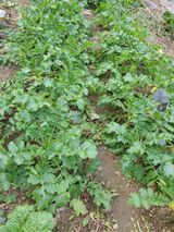 팜모닝 자유주제·자유게시판 게시글 이미지