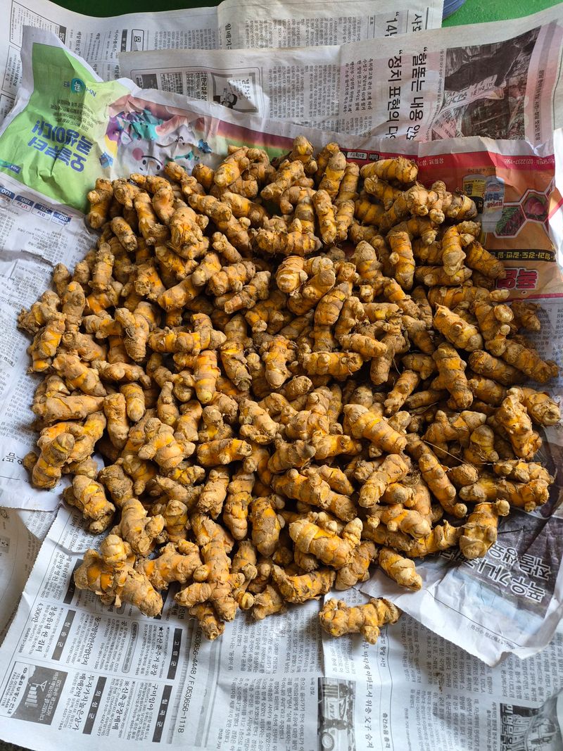 배우군 님의 장터 판매 상품 [울금 가루, 울금환] 첨부 사진