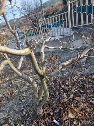 김용대님의 자유주제 · 자유게시판 작성글 사진