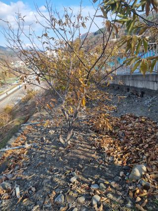 김용대님의 자유주제 · 자유게시판 작성글 사진