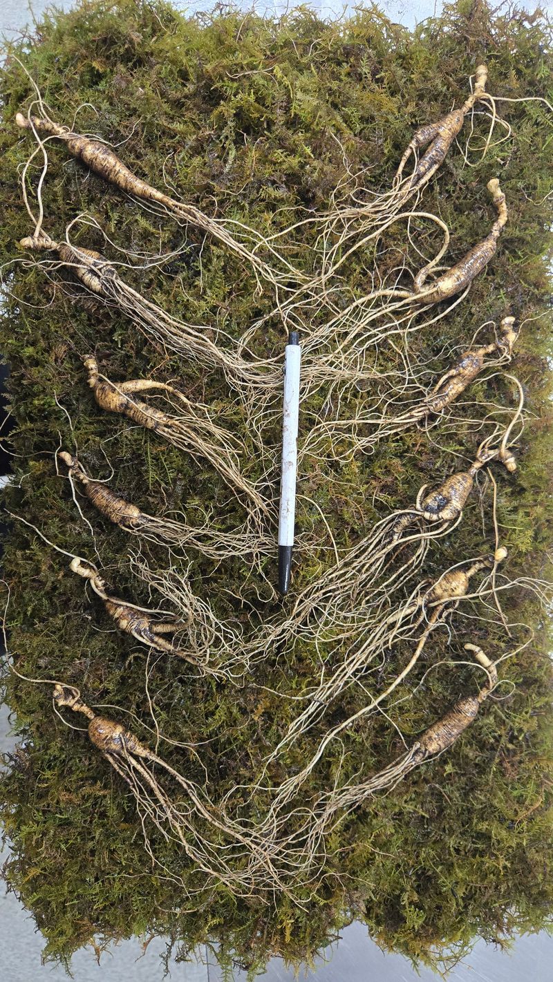 이규성님의 장터 판매 상품 [품질 좋은 13년근 산양삼 정삼 대 사이즈 저렴하게 판매 합니다] 첨부 사진