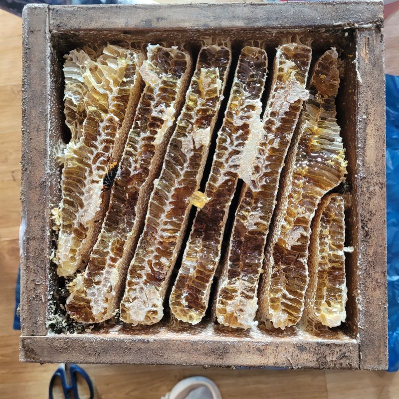 장터 상품 [진짜 토종벌꿀2.4kg] 썸네일