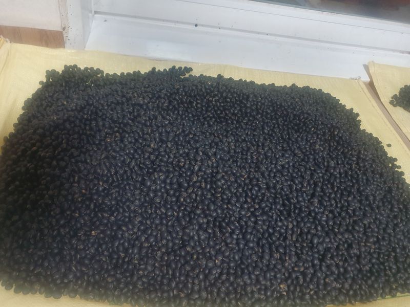 남궁호님의 장터 판매 상품 [2025산 속청(새바람) 서리태 ] 첨부 사진