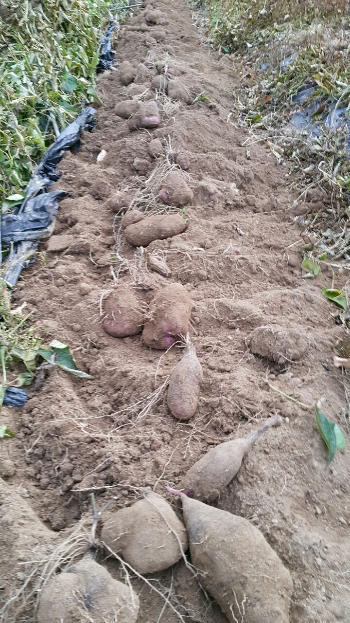 정보센터님의 장터 판매 상품 [단오마와주아. 왕토란종구, 둥근대마(열대마)] 첨부 사진