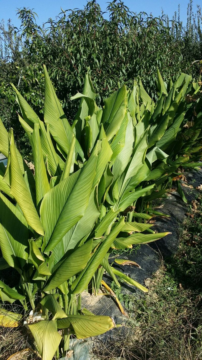 장터 상품 [울금 가루, 울금환] 썸네일