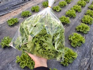 프롬밭님의 자유주제 · 자유게시판 작성글 사진