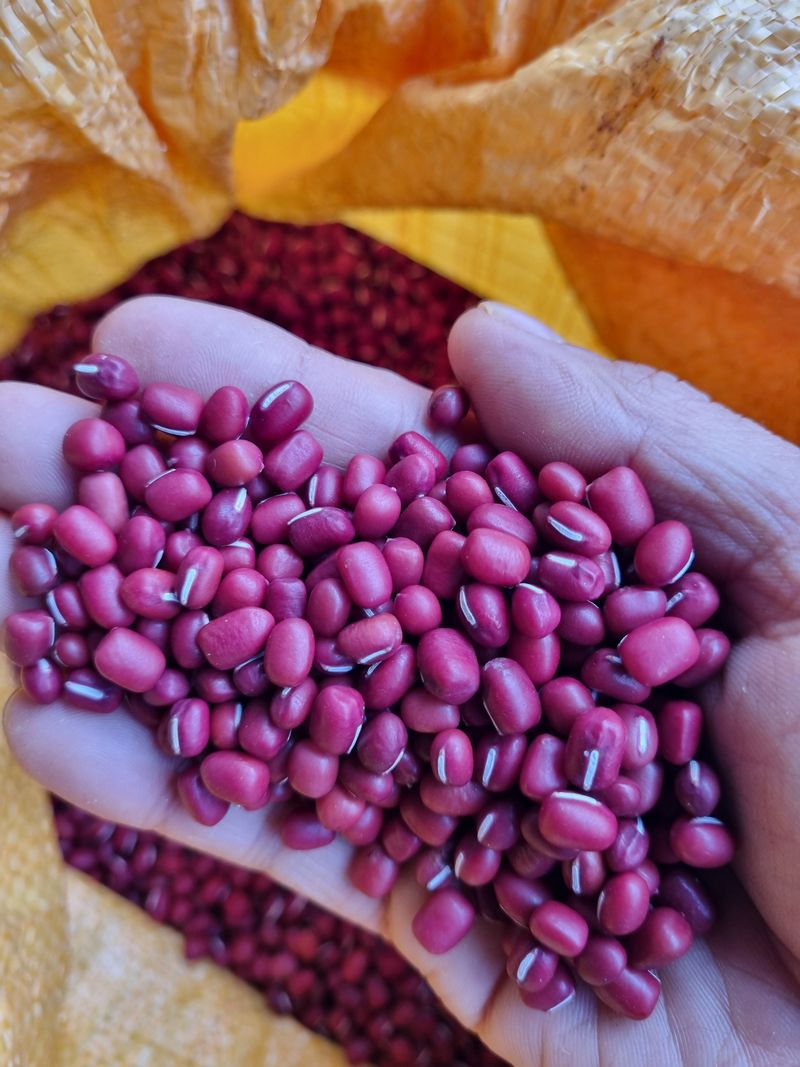 김동희님의 장터 판매 상품 [25년도 팥] 첨부 사진