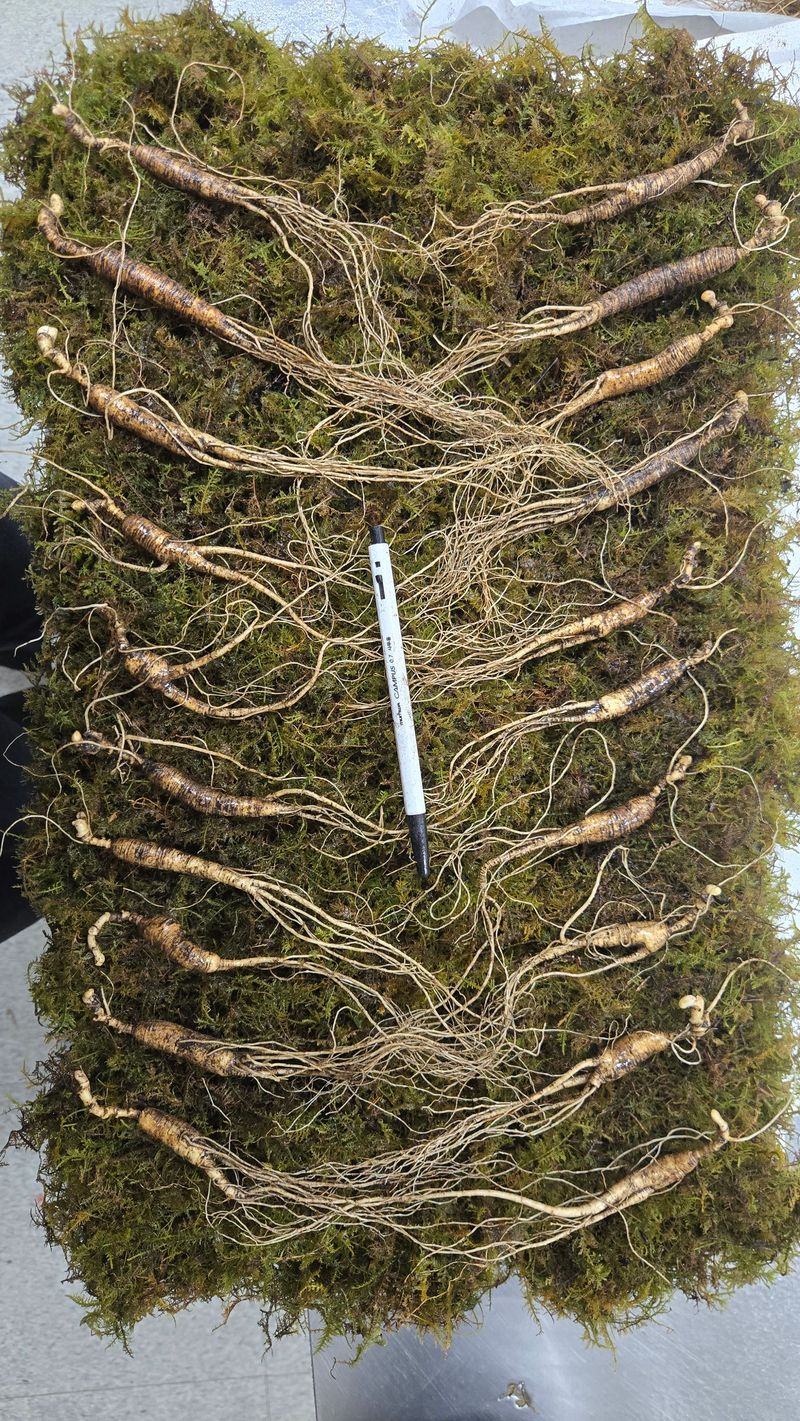 이규성님의 장터 판매 상품 [품질 좋은 13년근 산양삼 정삼 대 사이즈 저렴하게 판매 합니다] 첨부 사진