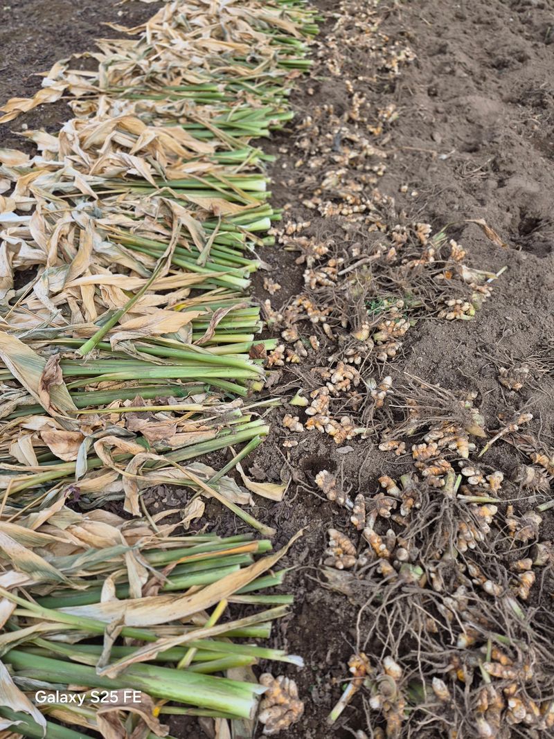 배우군 님의 장터 판매 상품 [울금 가루, 울금환] 첨부 사진