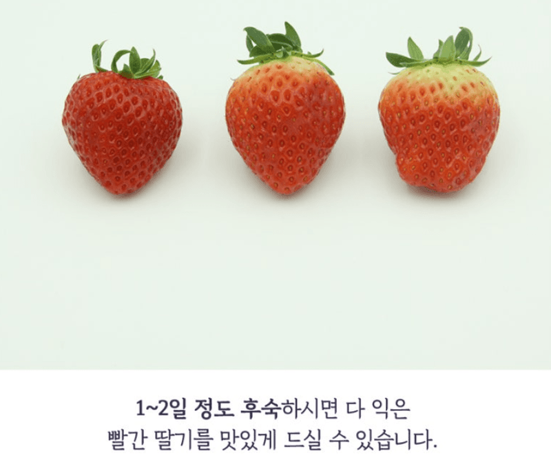 스피드번님의 장터 판매 상품 [논산 설향딸기] 첨부 사진