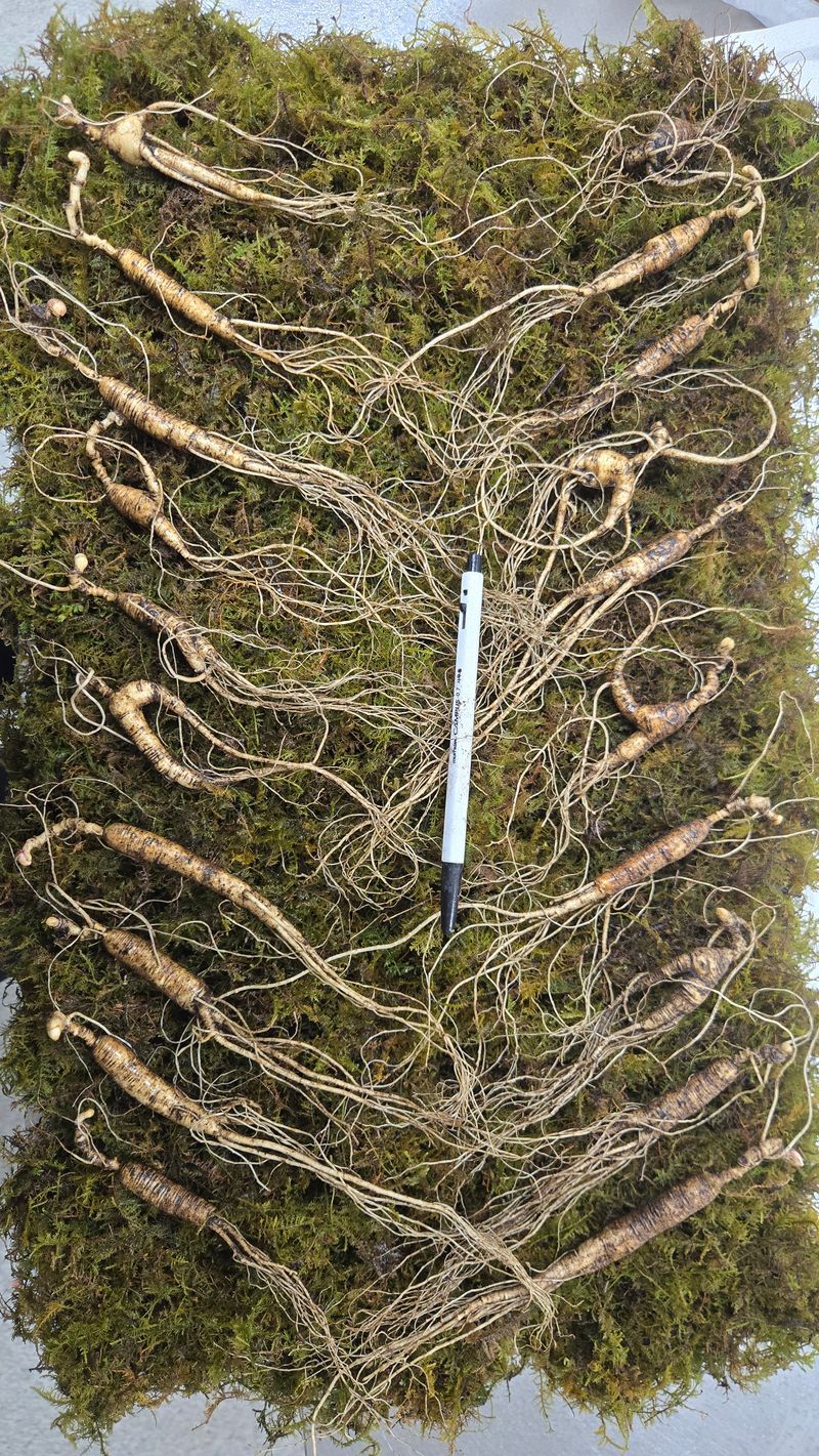 이규성님의 장터 판매 상품 [품질 좋은 13년근 산양삼 정삼 대 사이즈 저렴하게 판매 합니다] 첨부 사진