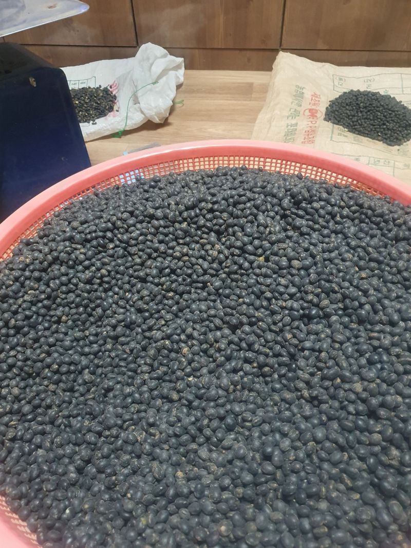 남궁호님의 장터 판매 상품 [2025산 속청(새바람) 서리태 ] 첨부 사진