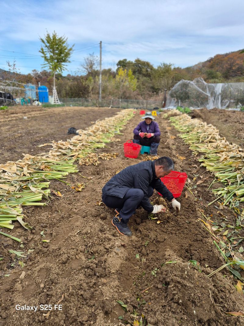 배우군 님의 장터 판매 상품 [울금 가루, 울금환] 첨부 사진