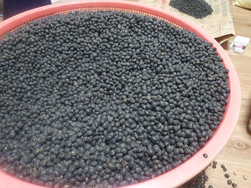 장터 상품 [2025산 속청(새바람) 서리태 ] 썸네일