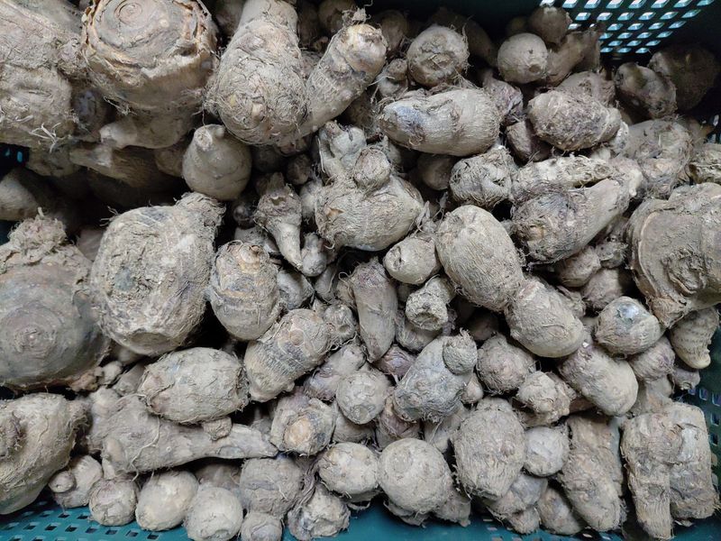 정보센터님의 장터 판매 상품 [단오마와주아. 왕토란종구, 둥근대마(열대마)] 첨부 사진