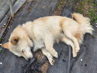안성화님의 자유주제 · 자유게시판 작성글 사진